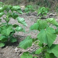 14745276385775_201508_ElemirSadnja052015 (12).JPG
